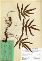 藏品(玉山茀蕨)的圖片